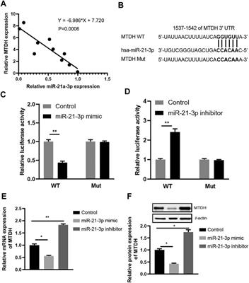 TNF-α–Induced miR-21-3p Promotes Intestinal Barrier Dysfunction by Inhibiting MTDH Expression